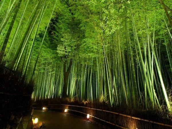 Вилла 柏 一吾山房 Haku Ichigo-Sanbo Киото Экстерьер фото